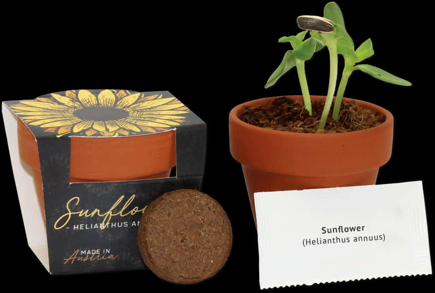 Sunflower Seedling Grow Kit