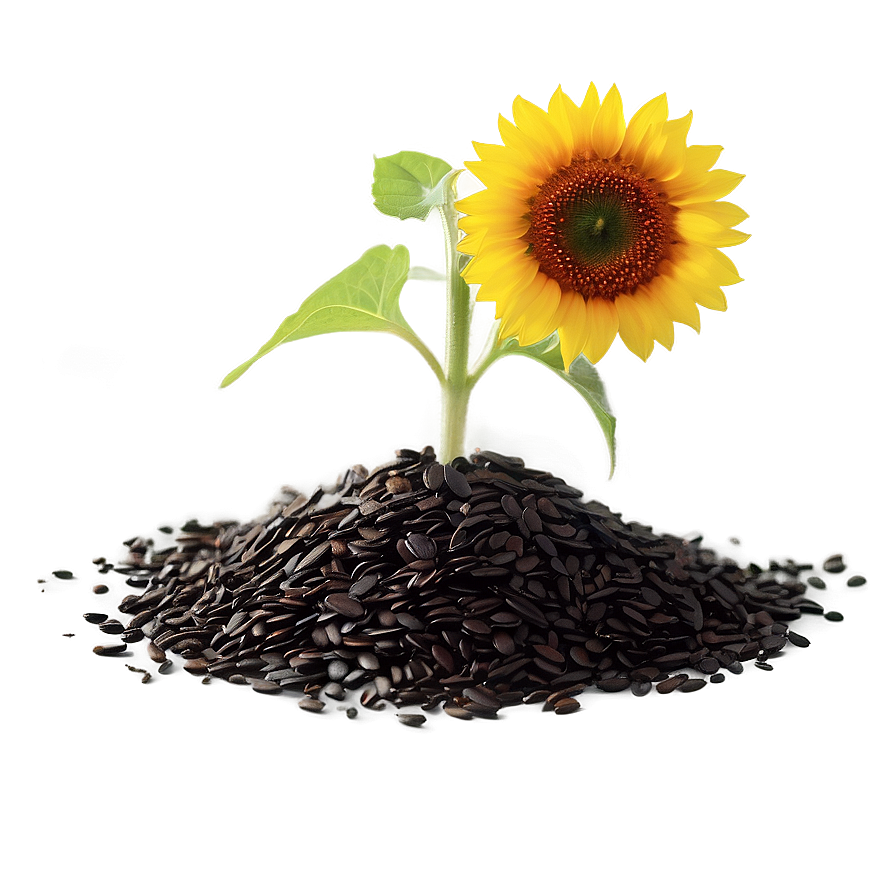 Sunflower Seedling Png 52