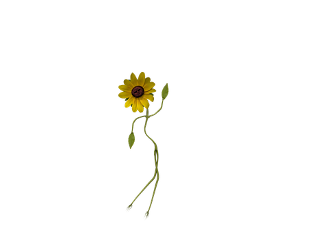 Sunflower Silhouette Against Black Background