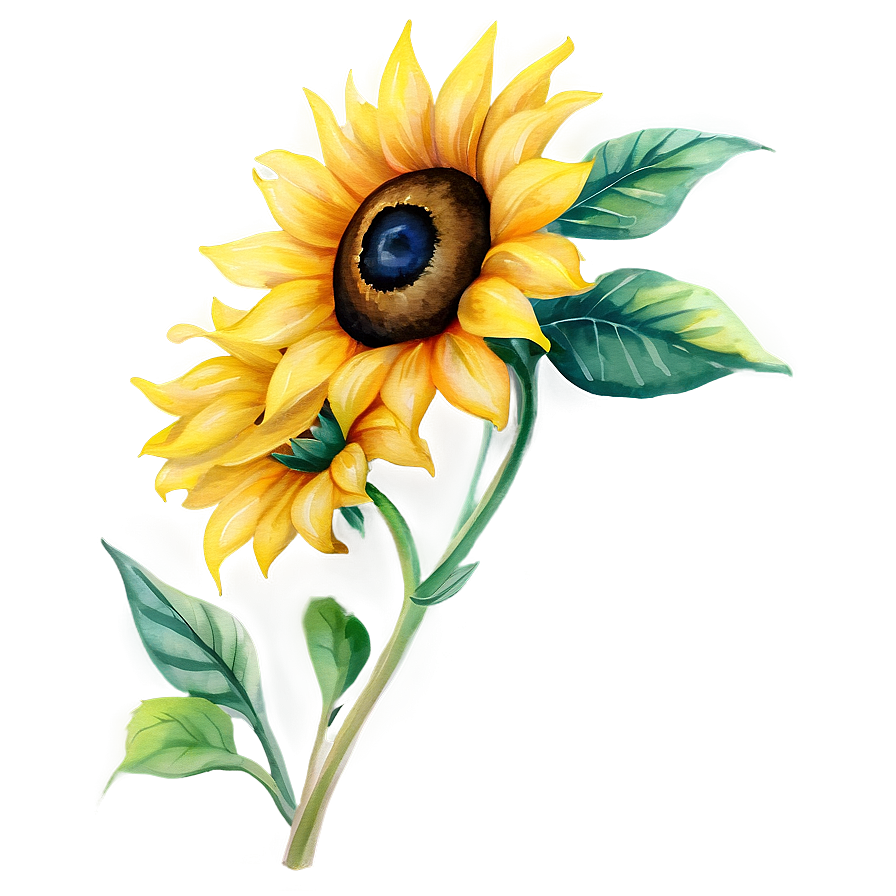 Sunflower Watercolor D