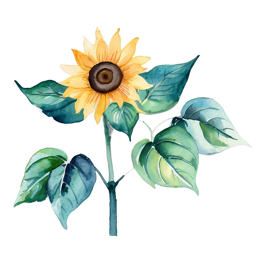 Sunflower Watercolor Diy Craft Png Xen81