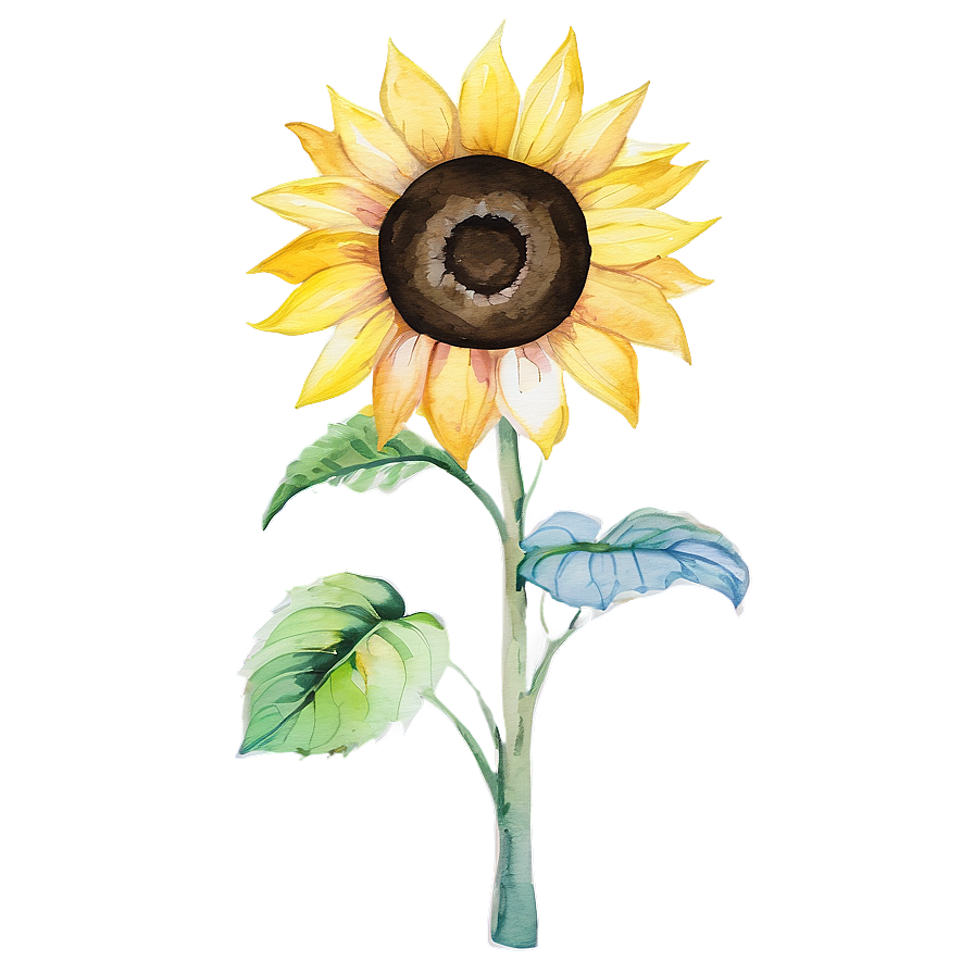 Sunflower Watercolor On Canvas Png 06272024