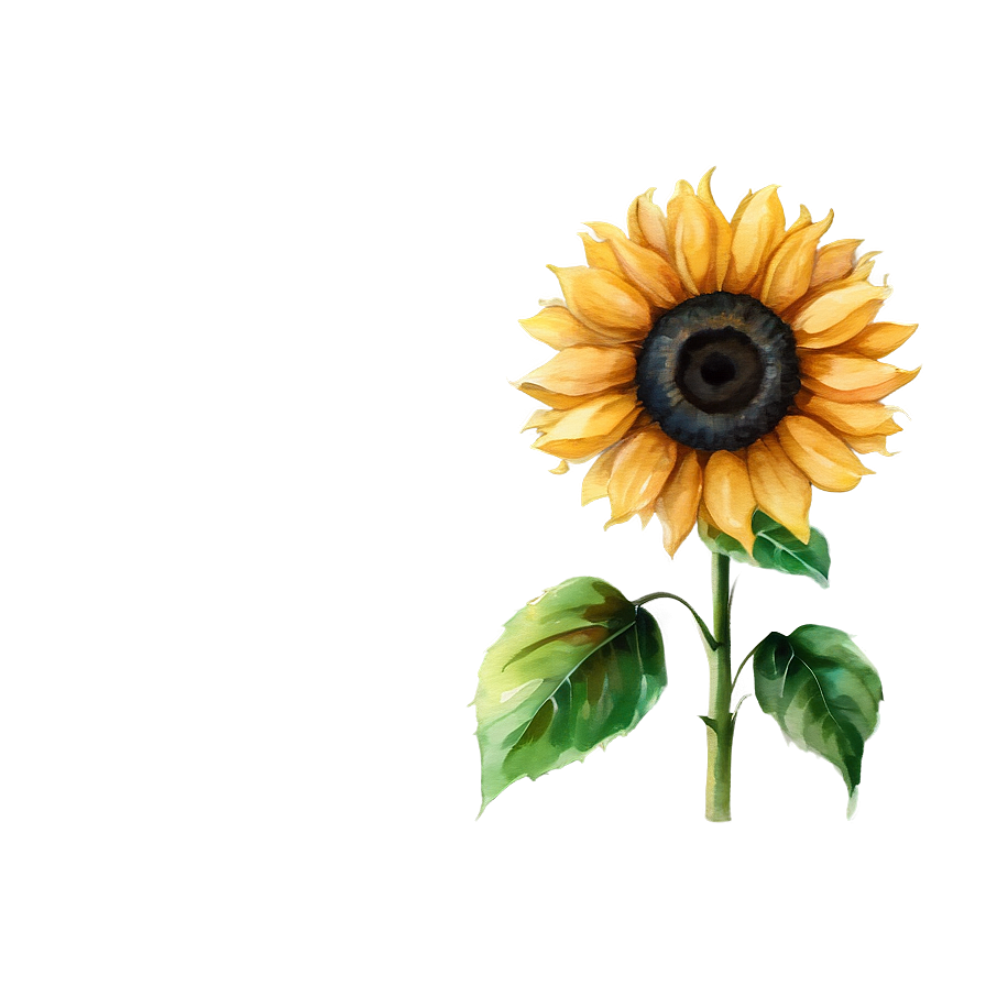 Sunflower Watercolor Profile Picture Png Ndd