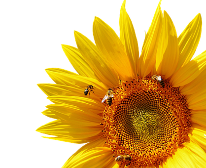 Sunflowerand Bees Black Background
