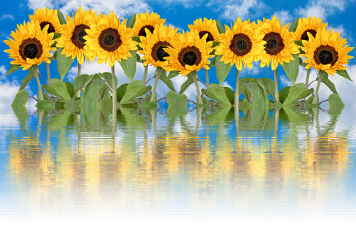 Sunflowers Reflection Water Sky