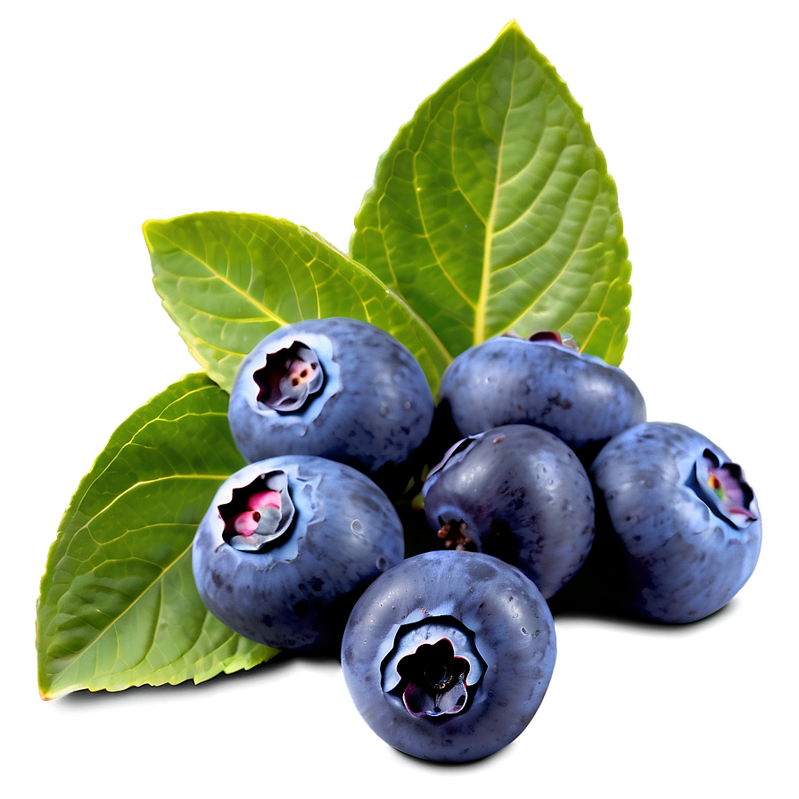 Sunlit Blueberry Png 4