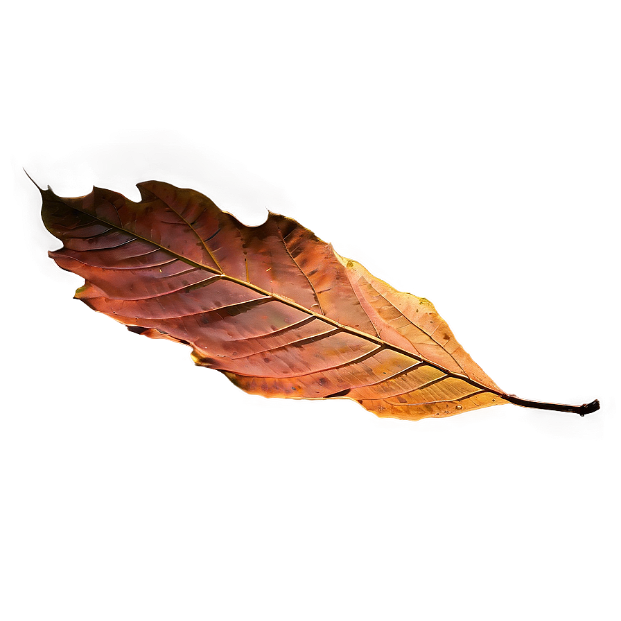 Sunlit Fallen Leaves Png Gxe79