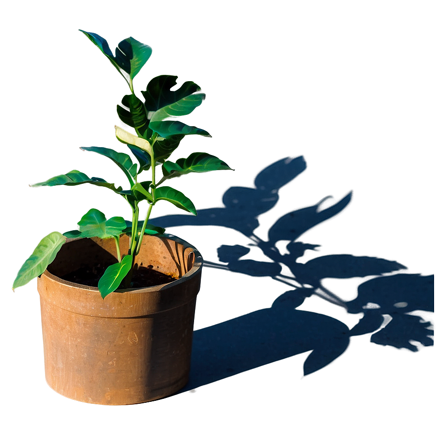 Sunlit Plant Shadow Image Png 3