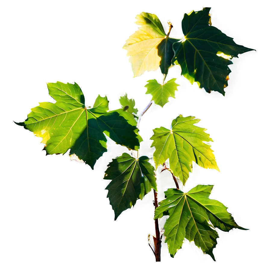 Sunlit Vine Leaves Png 05042024