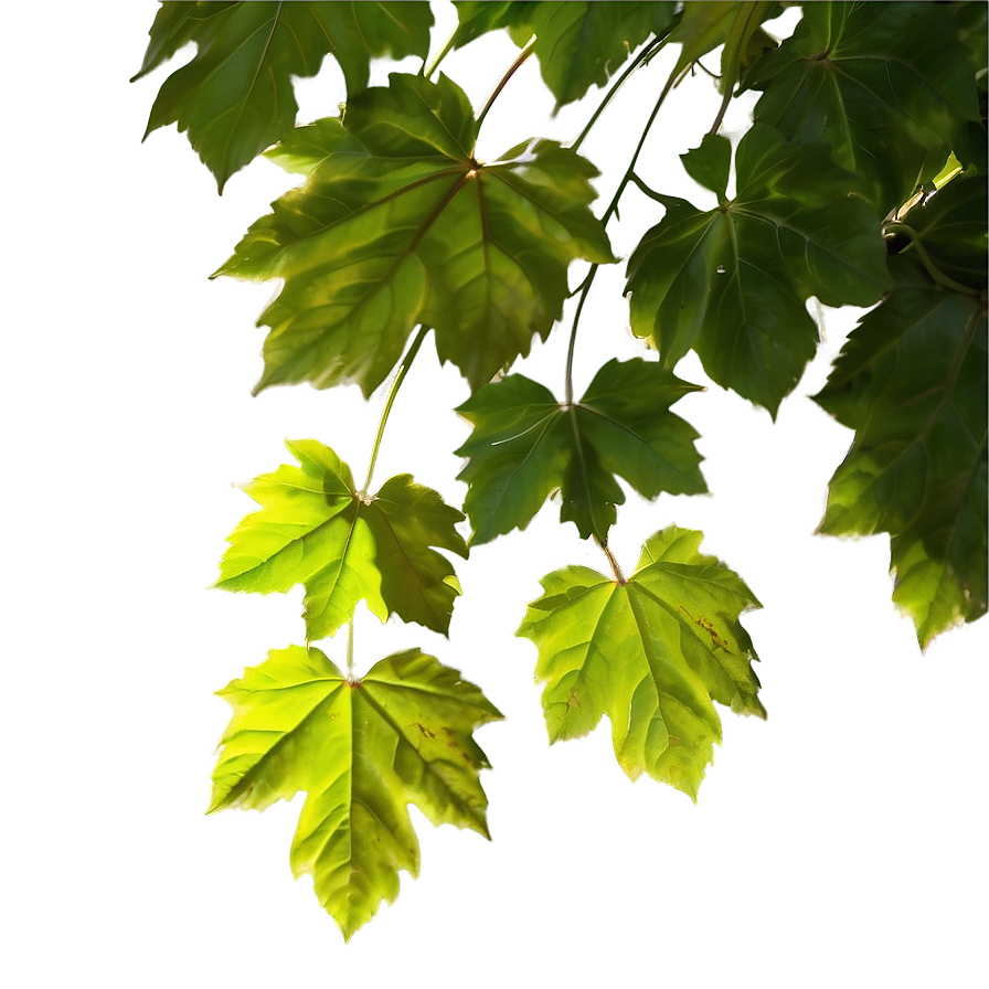 Sunlit Vine Leaves Png 66