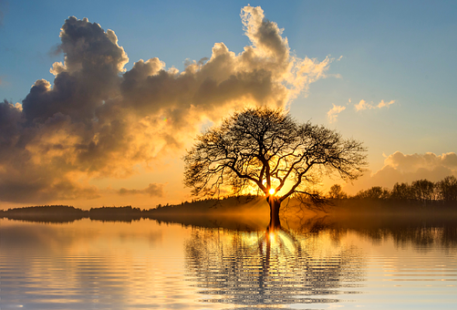 Sunset Silhouette Tree Reflection