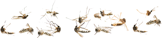Swarm_of_ Mosquitoes_ Flying