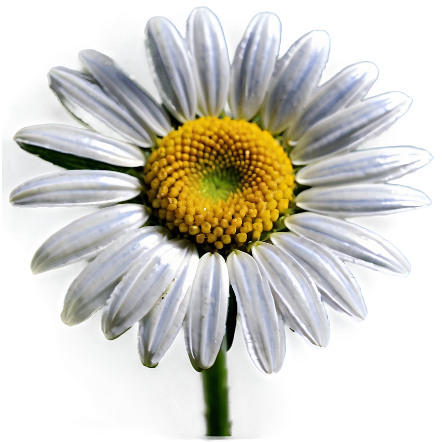 Sweet Daisy Graphic Png Wro61