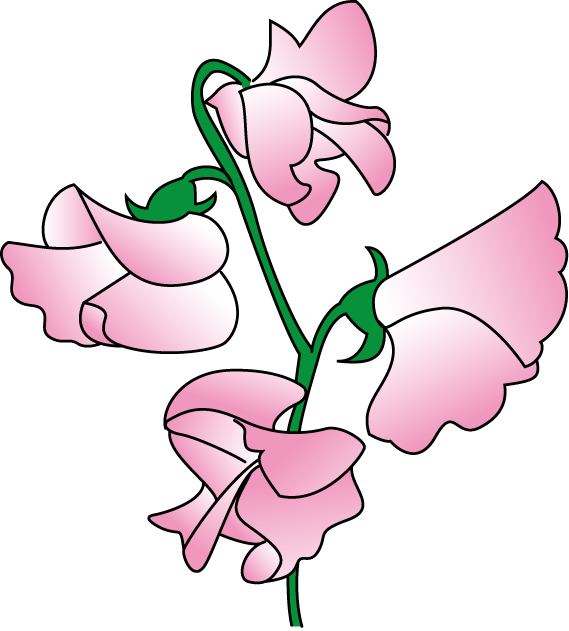 Sweet Pea Flowers Illustration