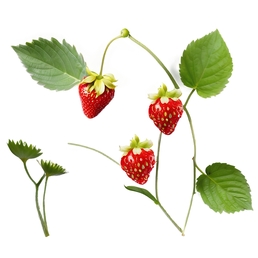 Sweet Strawberry Png Sjs27