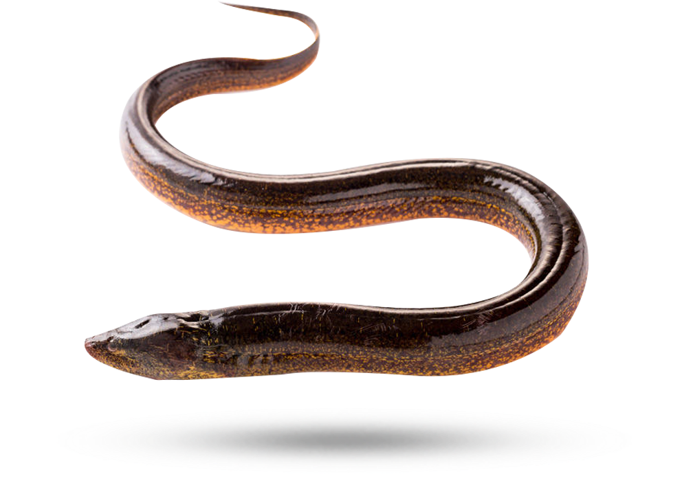 Swimming Eel Isolated Background