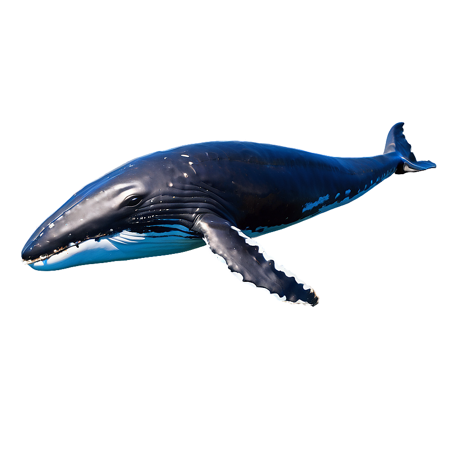 Swimming Humpback Whale Side View Png 52