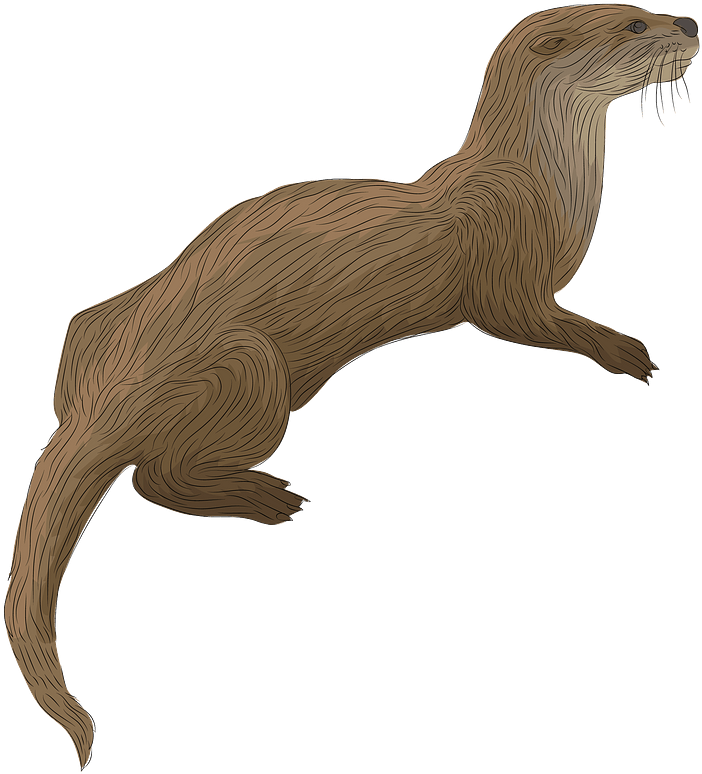 Swimming Otter Illustration.png