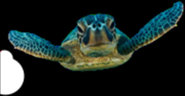 Swimming Sea Turtle Blurry Background