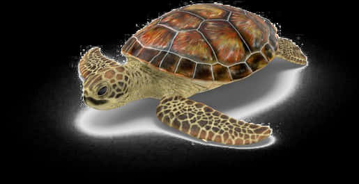 Swimming Sea Turtle Illustration