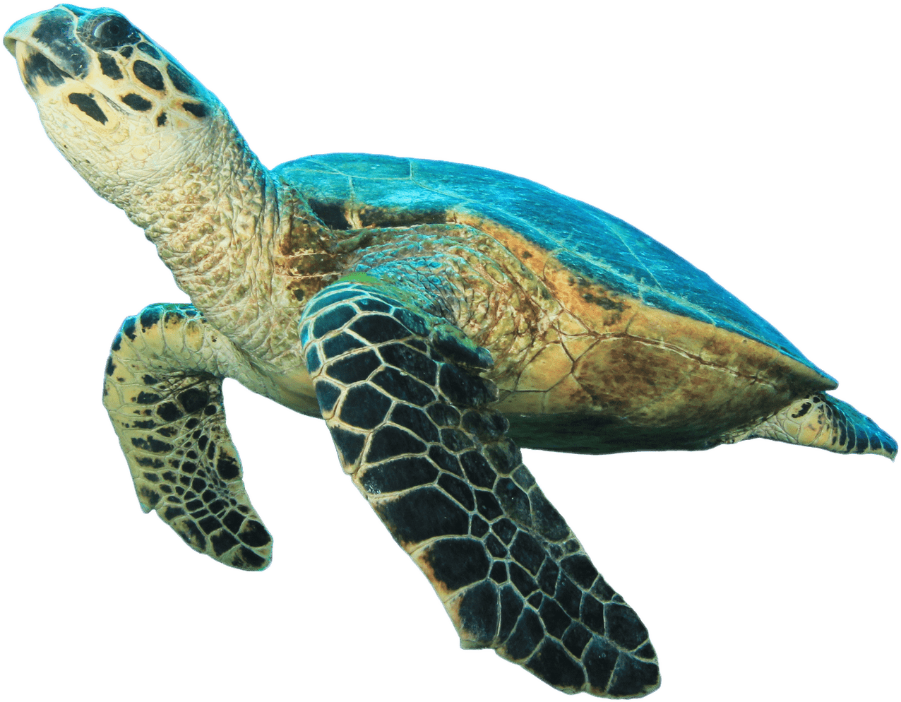 Swimming Sea Turtle Transparent Background