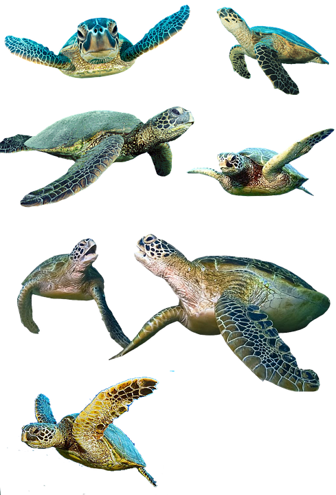 Swimming Sea Turtles Collection