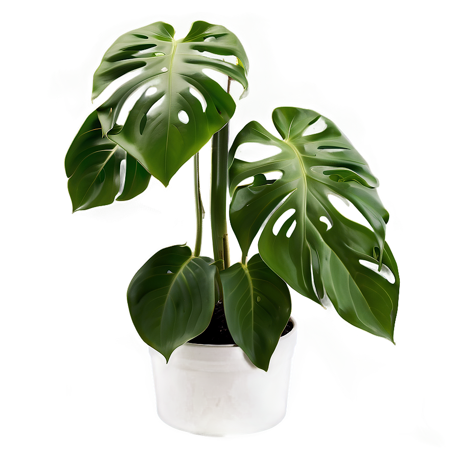 Swiss Cheese Plant Png 06212024