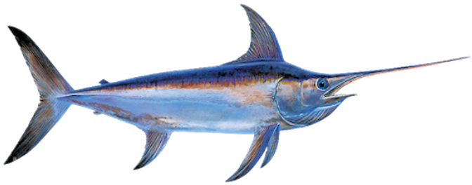 Swordfish Illustration