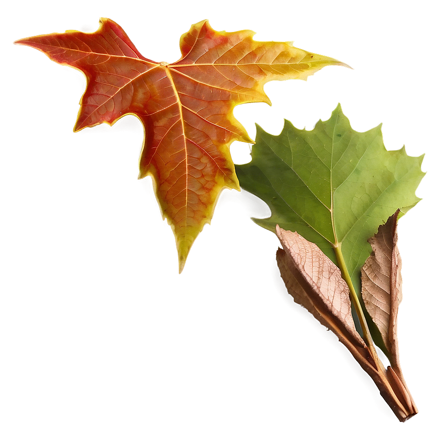 Sycamore Leaves Autumn Png 87