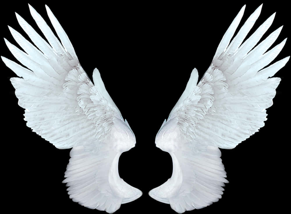 Symmetrical Angel Wingson Black Background