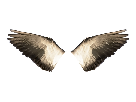 Symmetrical Bird Wingson Black Background