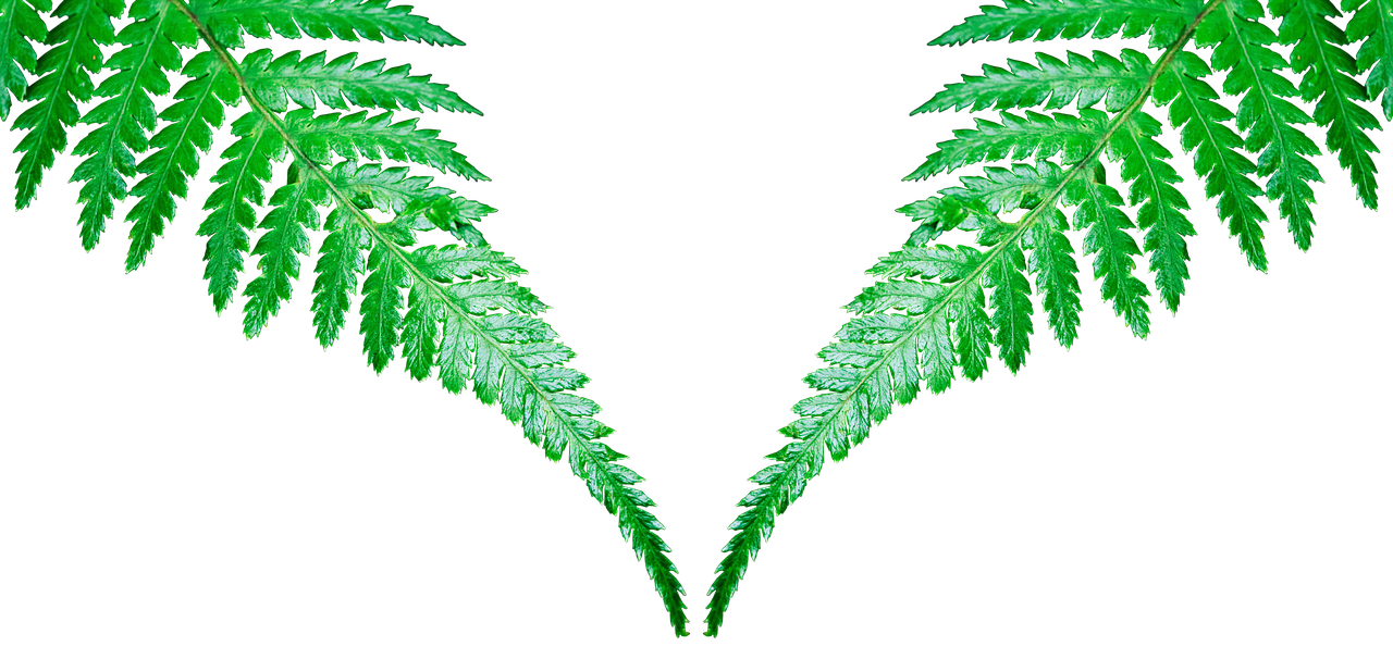 Symmetrical Fern Leaves