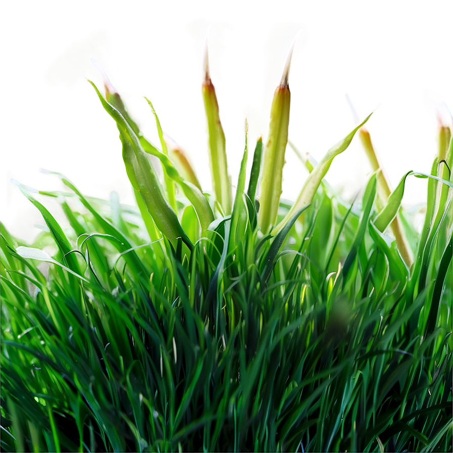 Synthetic Green Grass Png 27