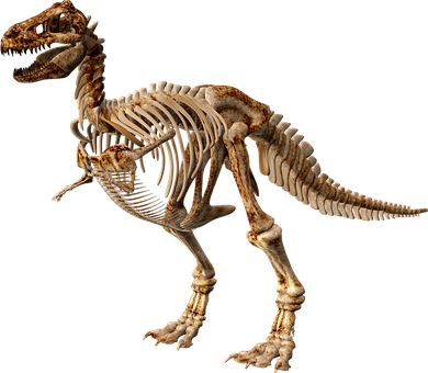 T Rex Skeleton Exhibit