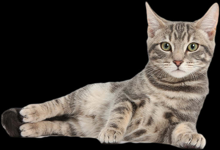 Tabby Cat Relaxing Black Background.jpg