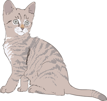 Tabby Kitten Illustration