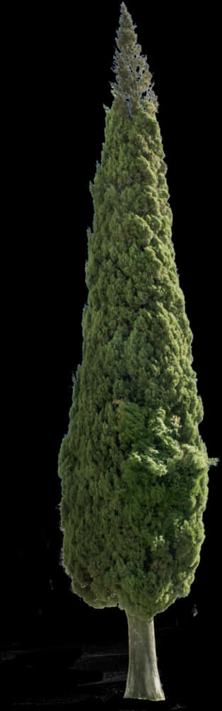 Tall Evergreen Tree Black Background