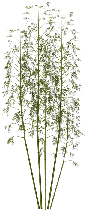 Tall Green Bamboo Cluster.png