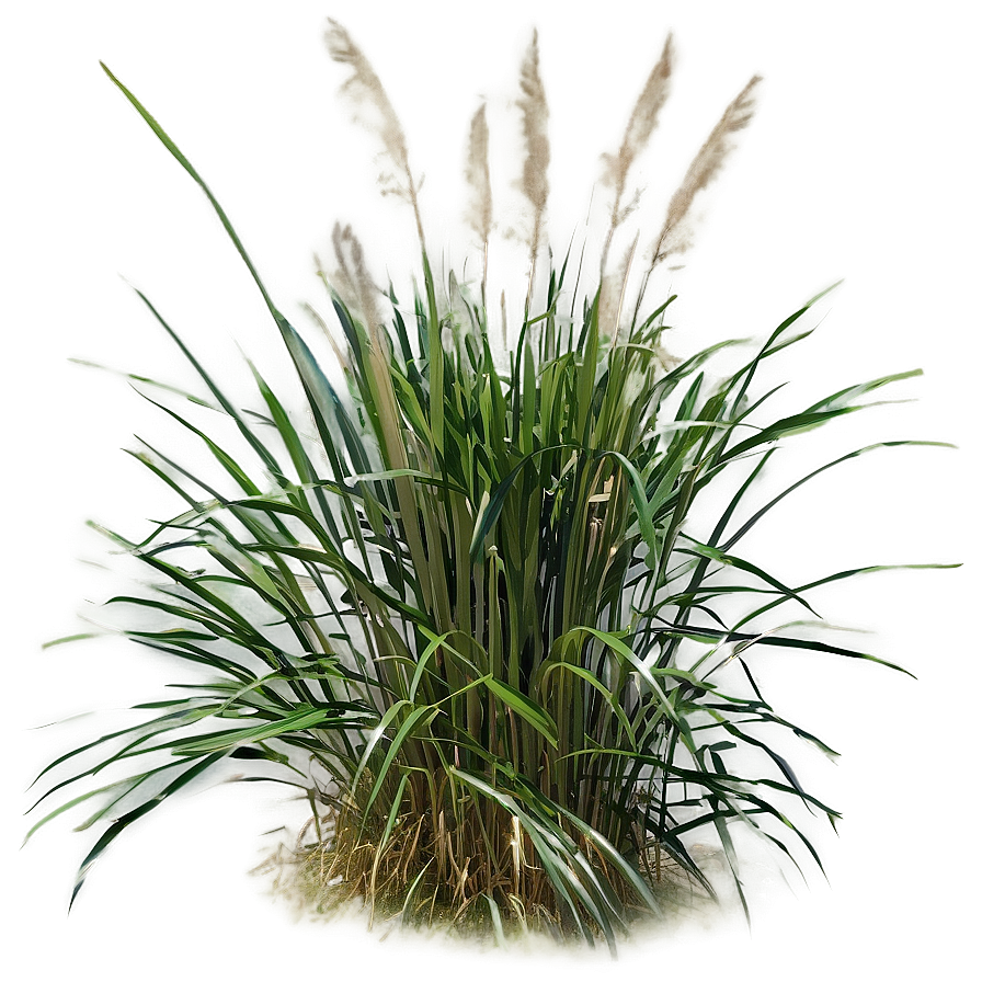 Tall Ornamental Grass Png 90