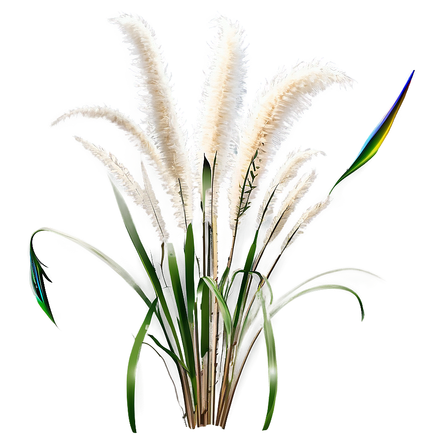 Tall Pampas Grass Png 06272024