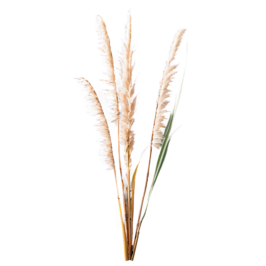 Tall Pampas Grass Png 06272024