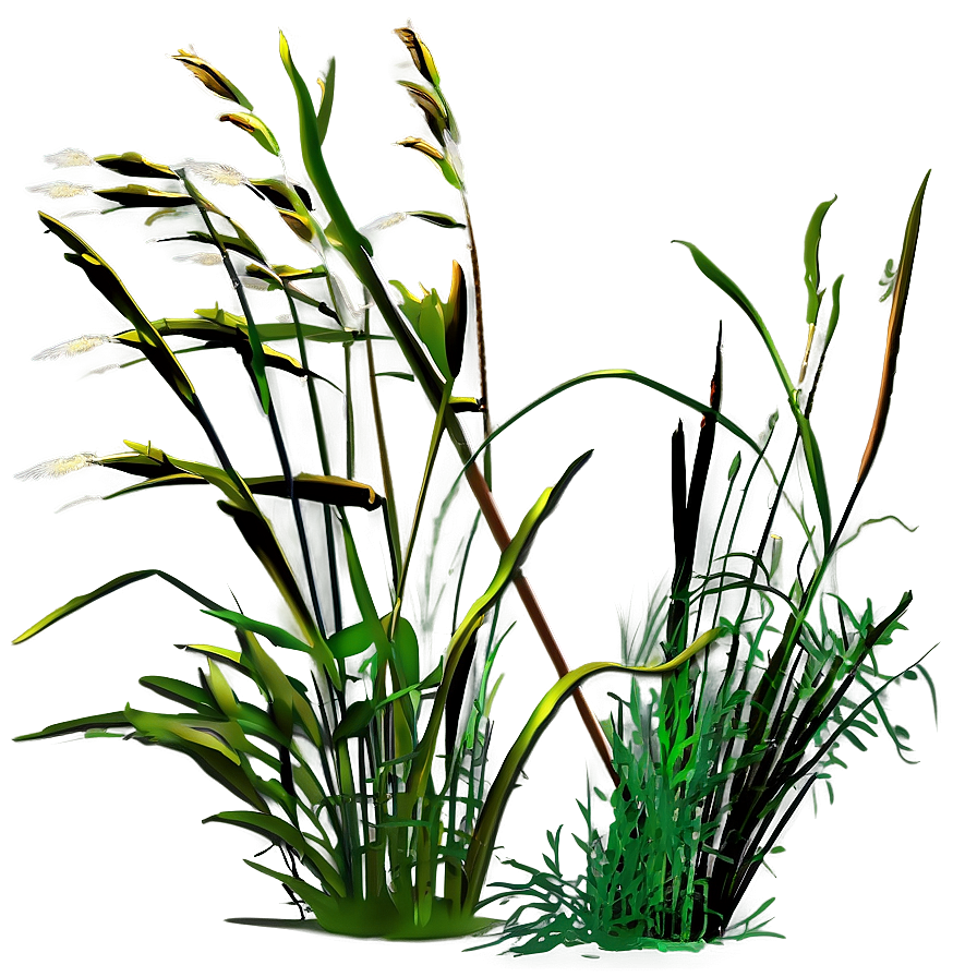 Tall Prairie Grass Png 04292024