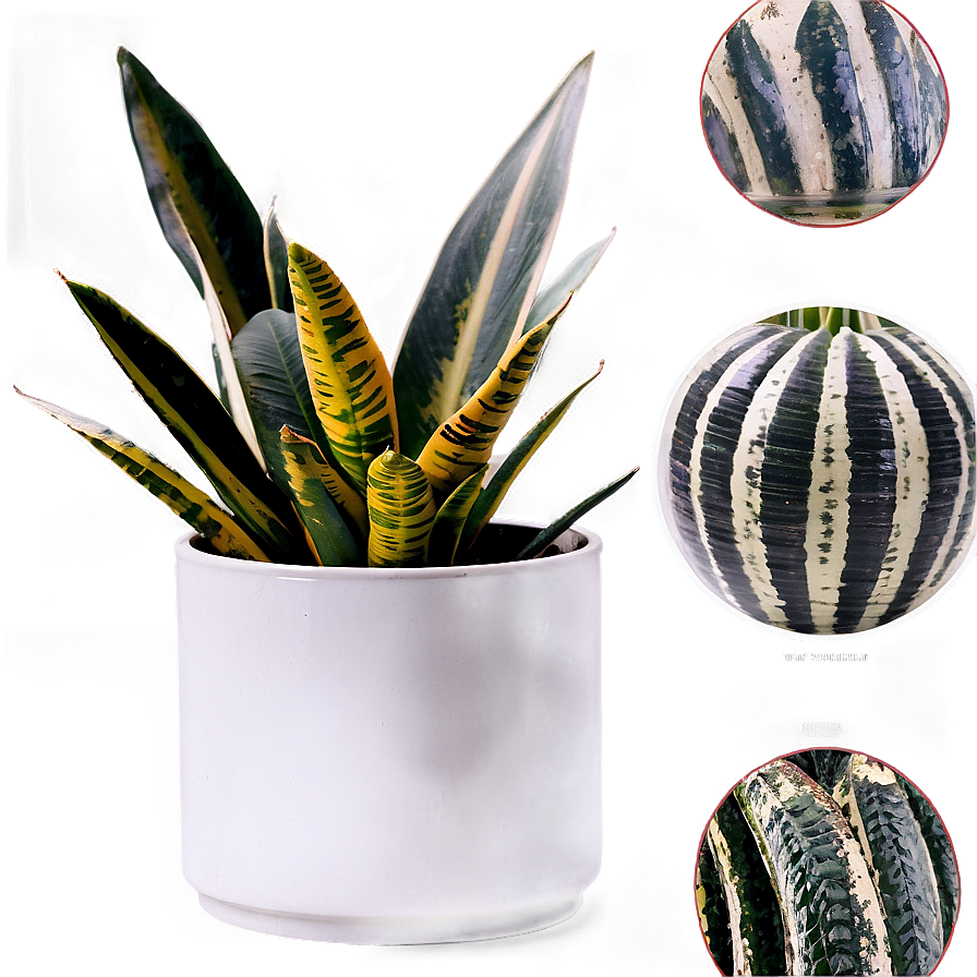 Tall Snake Plant Png 06122024