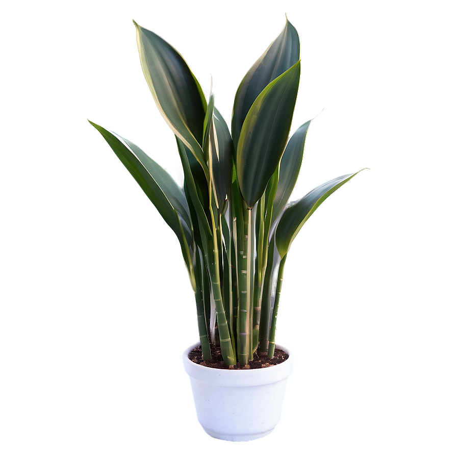 Tall Snake Plant Png Tgc12