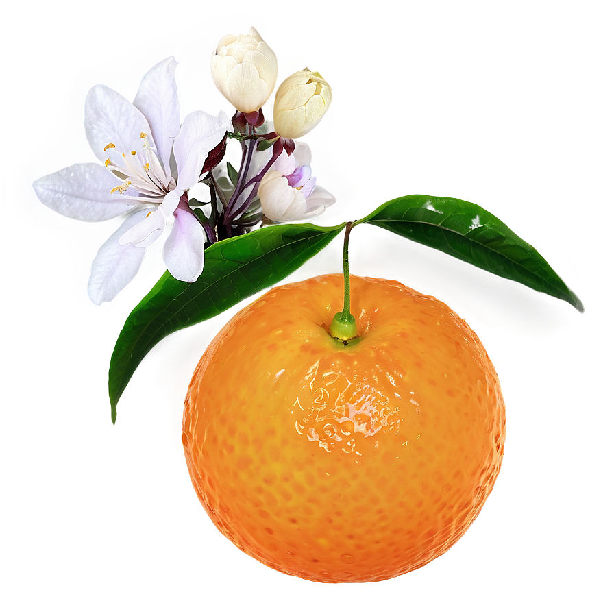 Tangerine With Flowers Png Yab51