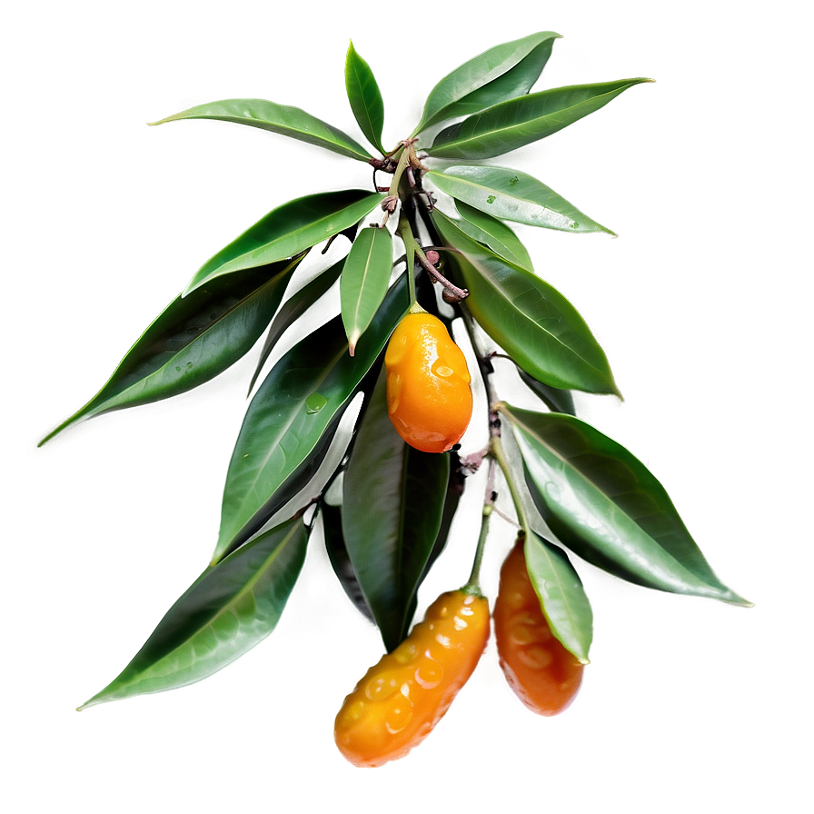 Tangy Kumquat Png Fes