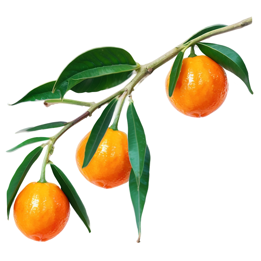 Tangy Kumquat Png Uxr