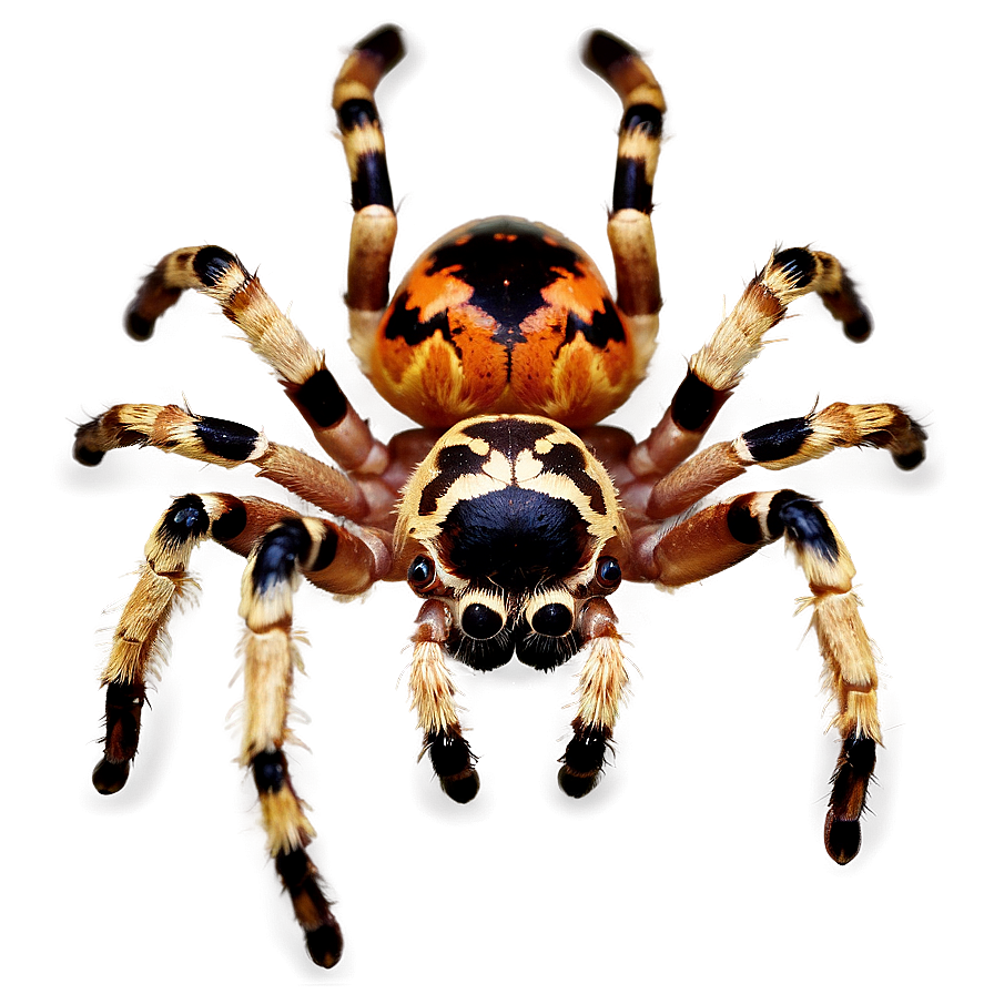 Tarantula Spider Png Ffv