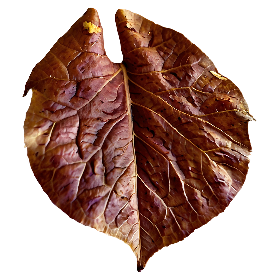 Textured Fall Leaf Png 63