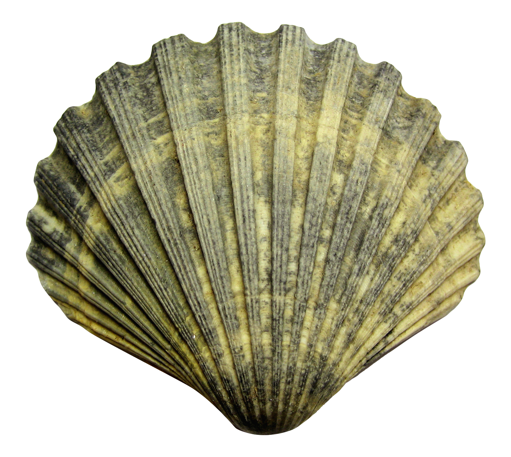 Textured Sea Shell Isolated